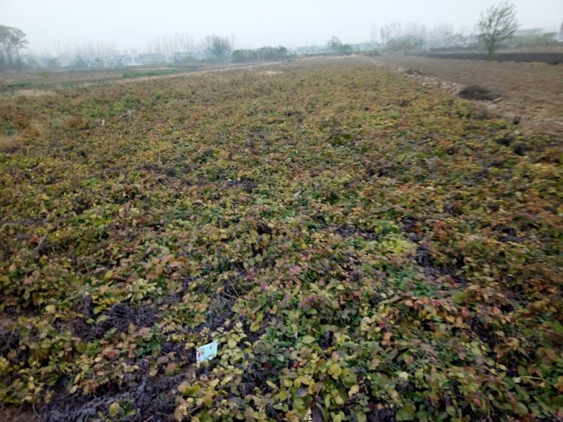 紫菀种苗，适合沙地种植，亩效益万元提供种植技术指导