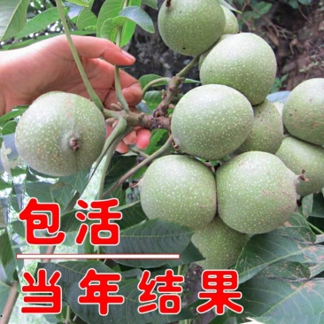 核桃苗，嫁接薄皮，纸皮核桃树苗，8518，南方北方种植