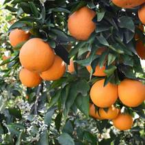 塔罗科血橙苗，红橙子，血橙树苗果树，正宗晚熟血橙苗