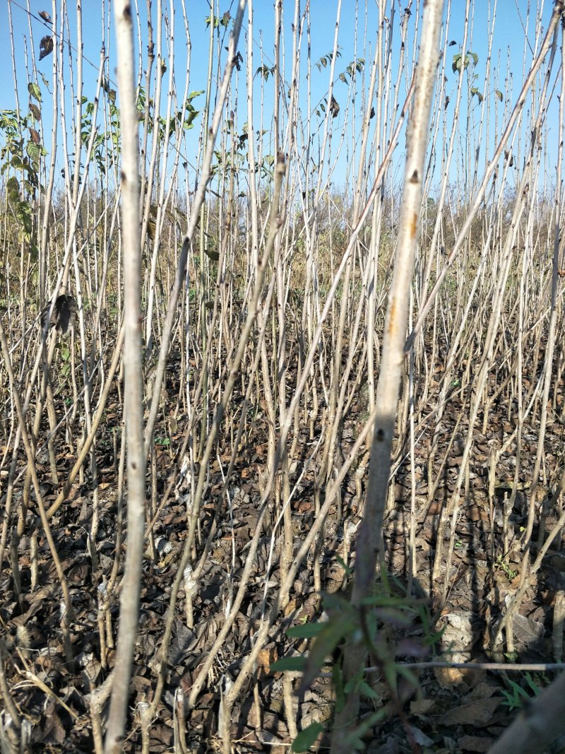 美早红灯齐早俄罗斯八号樱桃苗现挖保湿发货