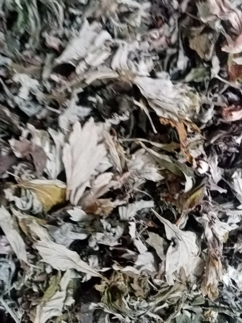 艾叶野生，药用艾叶，艾叶全颗，艾草，纯手工大叶艾，高含量