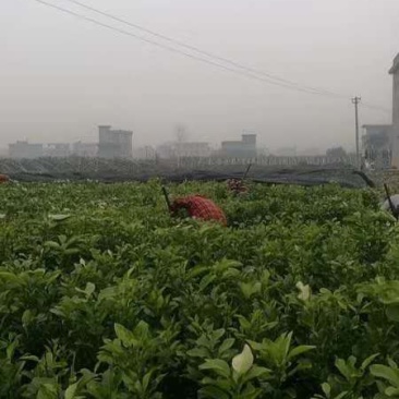 贡水白柚苗