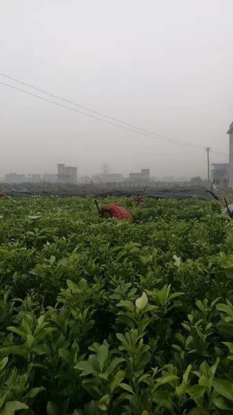 贡水白柚苗