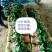 山东惠民万亩菠菜基地规格齐全保质保量全国代发