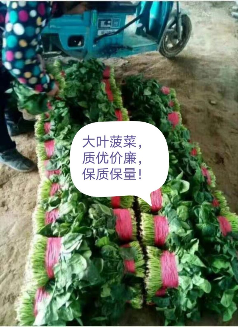 山东惠民万亩菠菜基地规格齐全保质保量全国代发