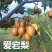 黑啤梨树苗，奥红一号，南方北方种植，香酥黑啤梨树