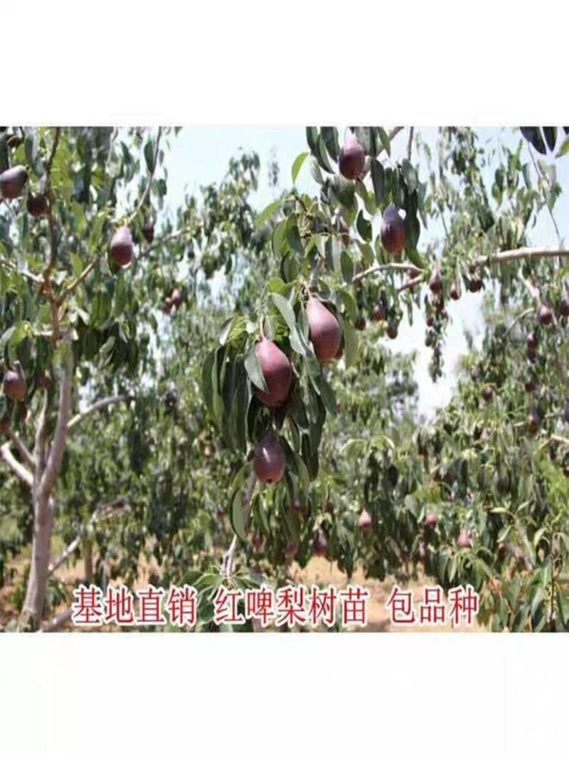 黑啤梨树苗，奥红一号，南方北方种植，香酥黑啤梨树