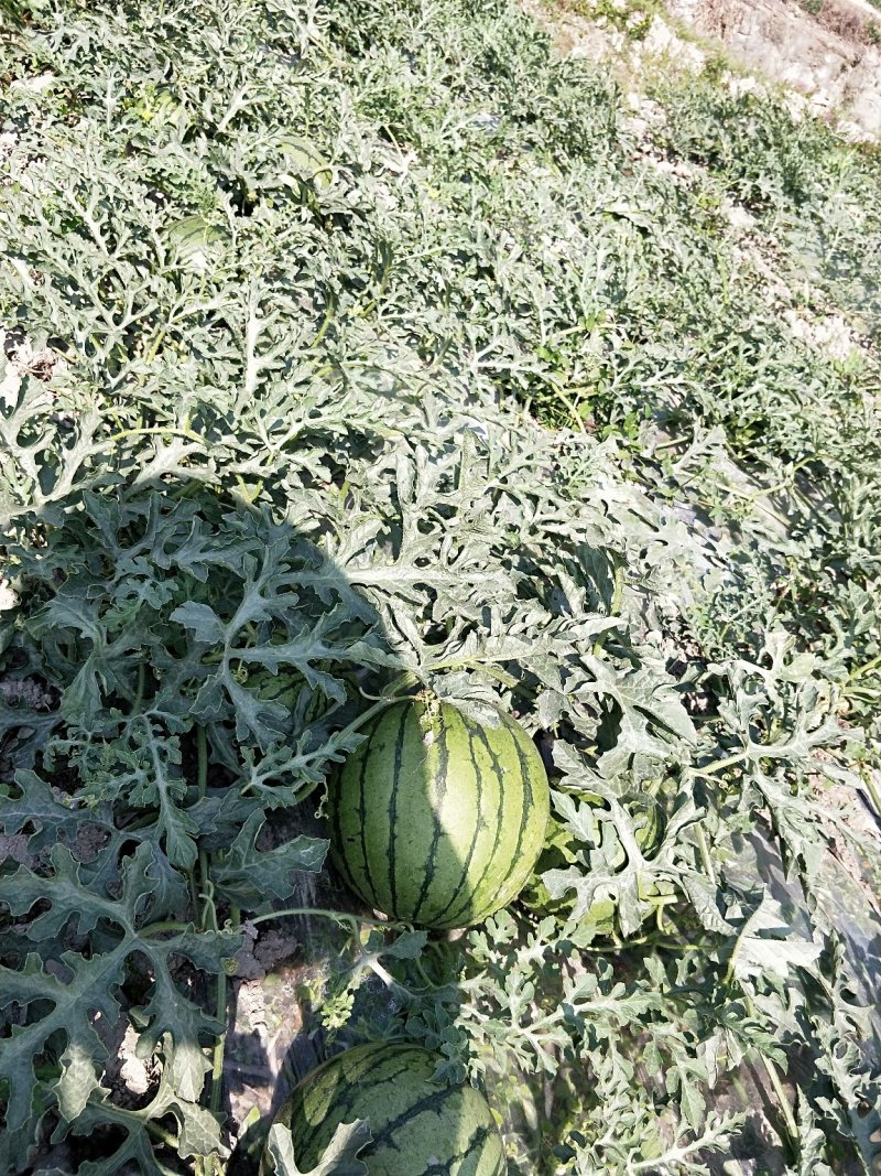 特小凤西瓜