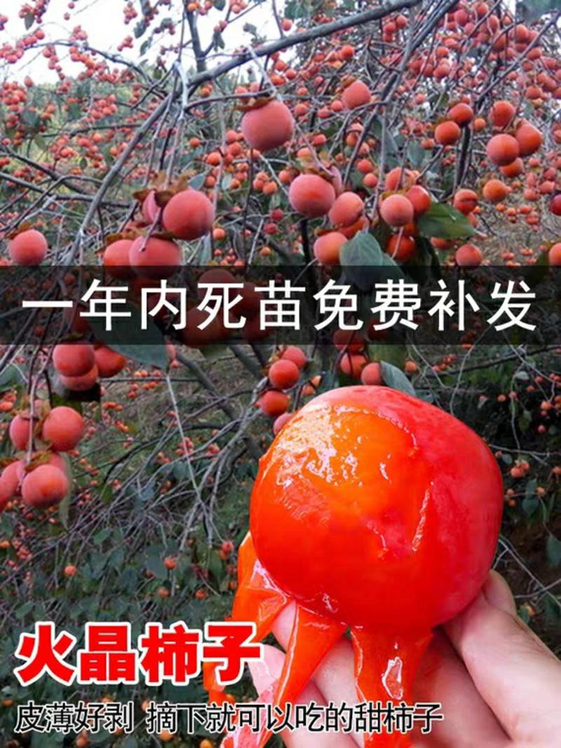 甜脆黑柿子苗，嫁接日本甜脆柿，盆地栽南北方种植特大无核