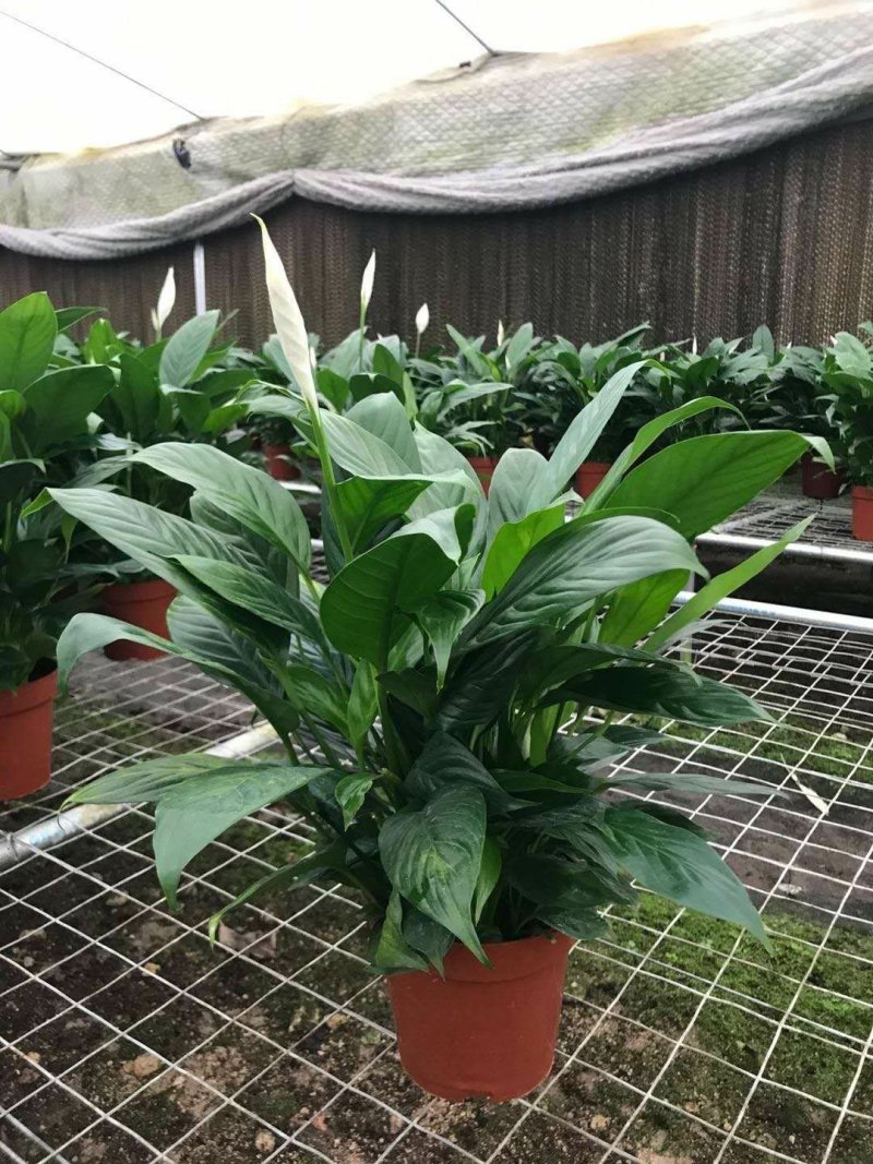 白掌基地直批价格合理质量保证货源充足