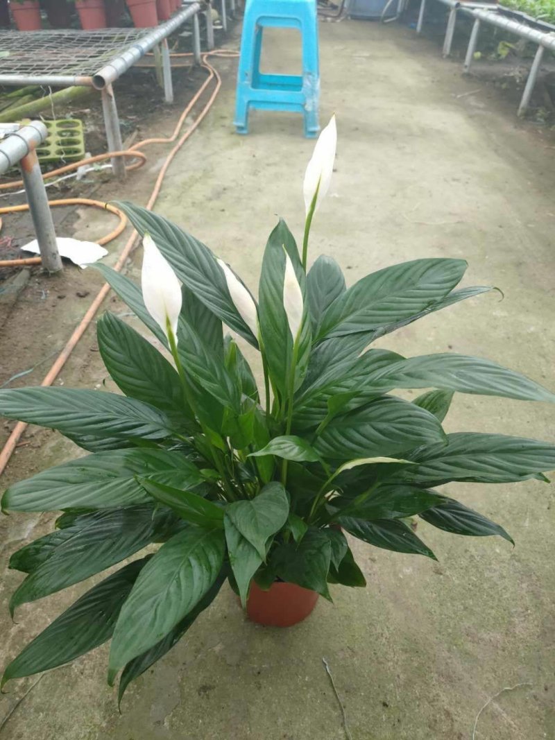 白掌基地直批价格合理质量保证货源充足
