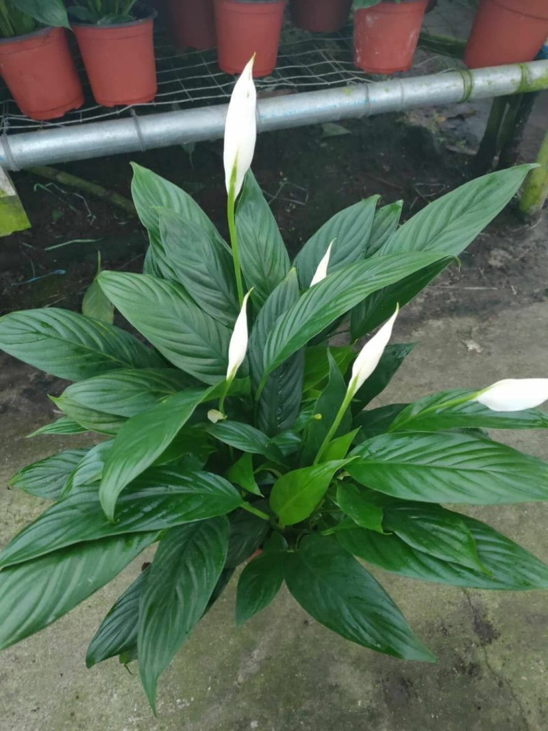 白掌基地直批价格合理质量保证货源充足