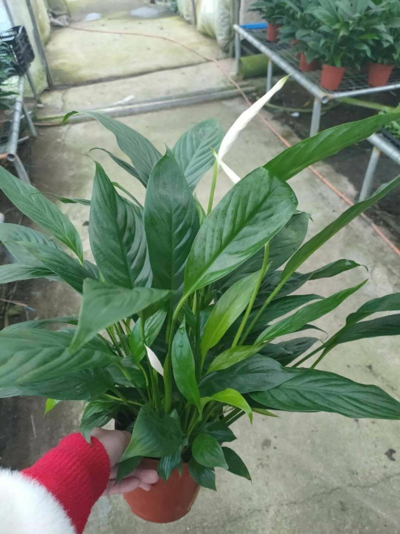 白掌基地直批价格合理质量保证货源充足