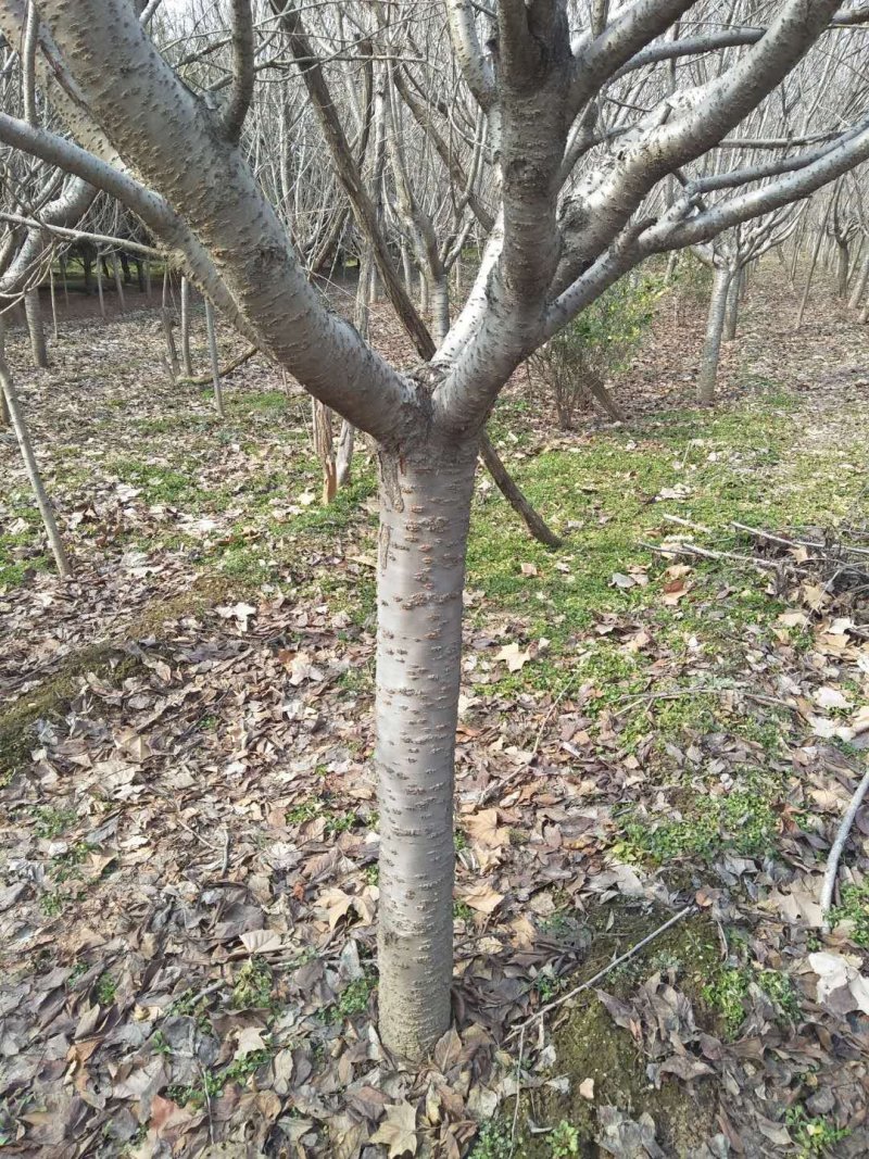 我苗木园常年，樱花，早樱花晚樱花