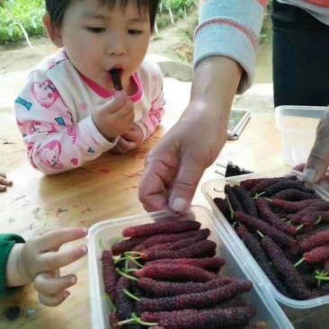 包邮正品【广西灵山长桑果，大十果桑】嫁接苗/直销