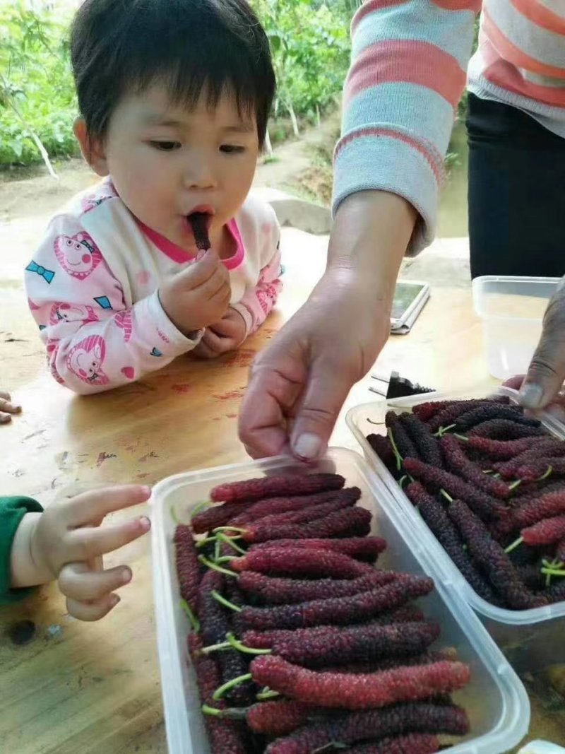 包邮正品【广西灵山长桑果，大十果桑】嫁接苗/直销