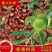 板栗树苗，果树苗嫁接板栗苗，大红袍板栗，栗子树苗南北方种