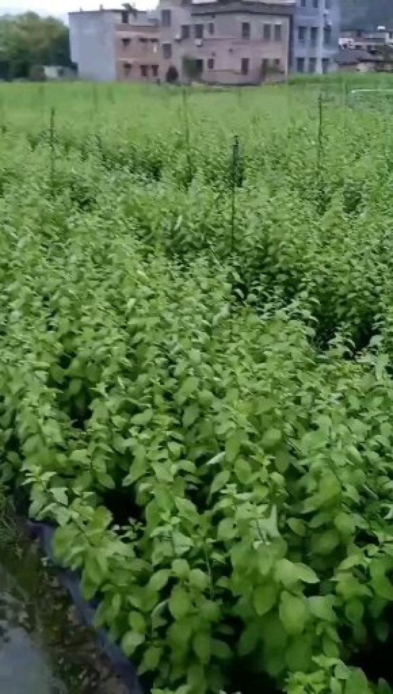 鲜枸杞菜，鲜枸杞叶