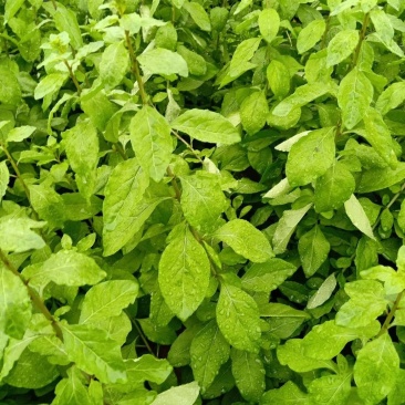 鲜枸杞菜，鲜枸杞叶