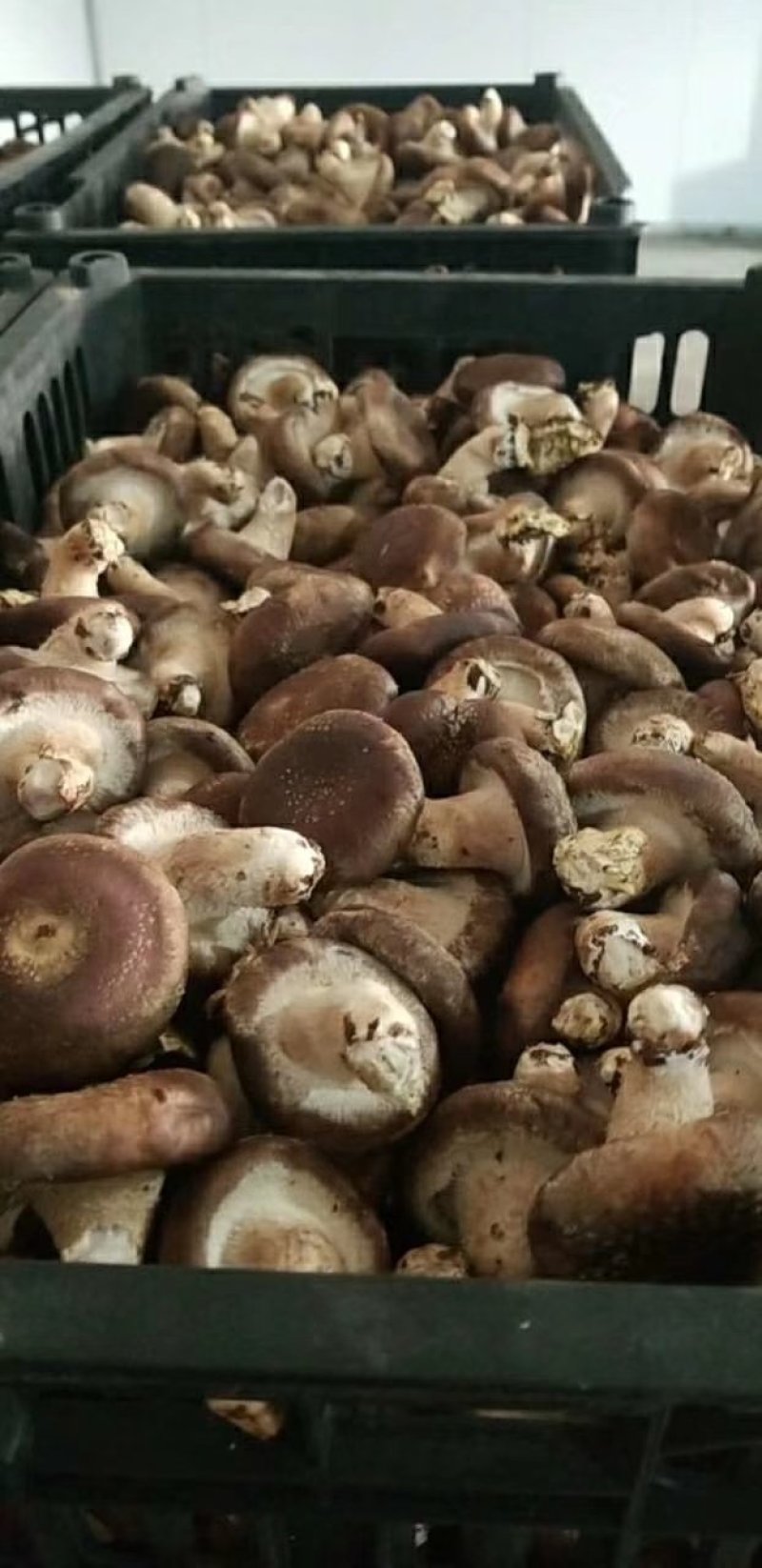 香菇