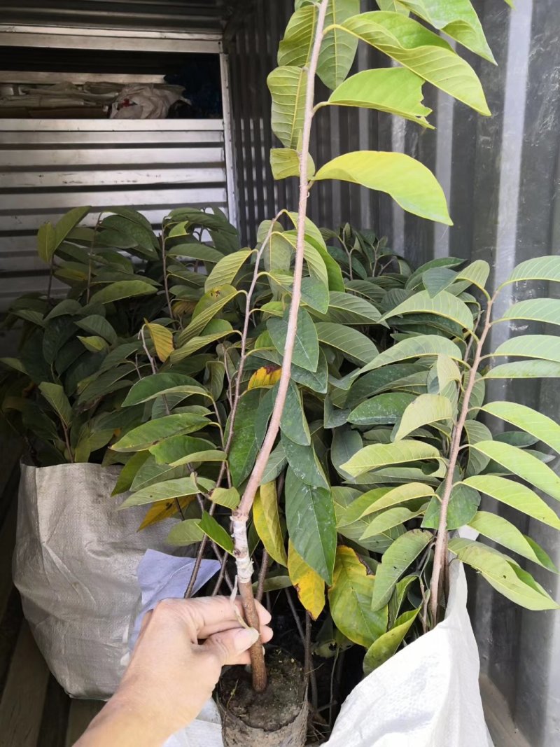 【精品】台湾凤梨释迦苗榴莲释迦苗营养杯发货