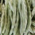 山东泰安德兴隆农业优质精品芸豆三万亩温室棚种植区域