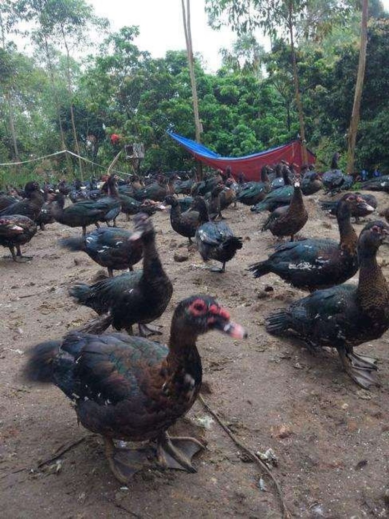番鸭苗批发，白番鸭，黑番鸭苗批发基地直发