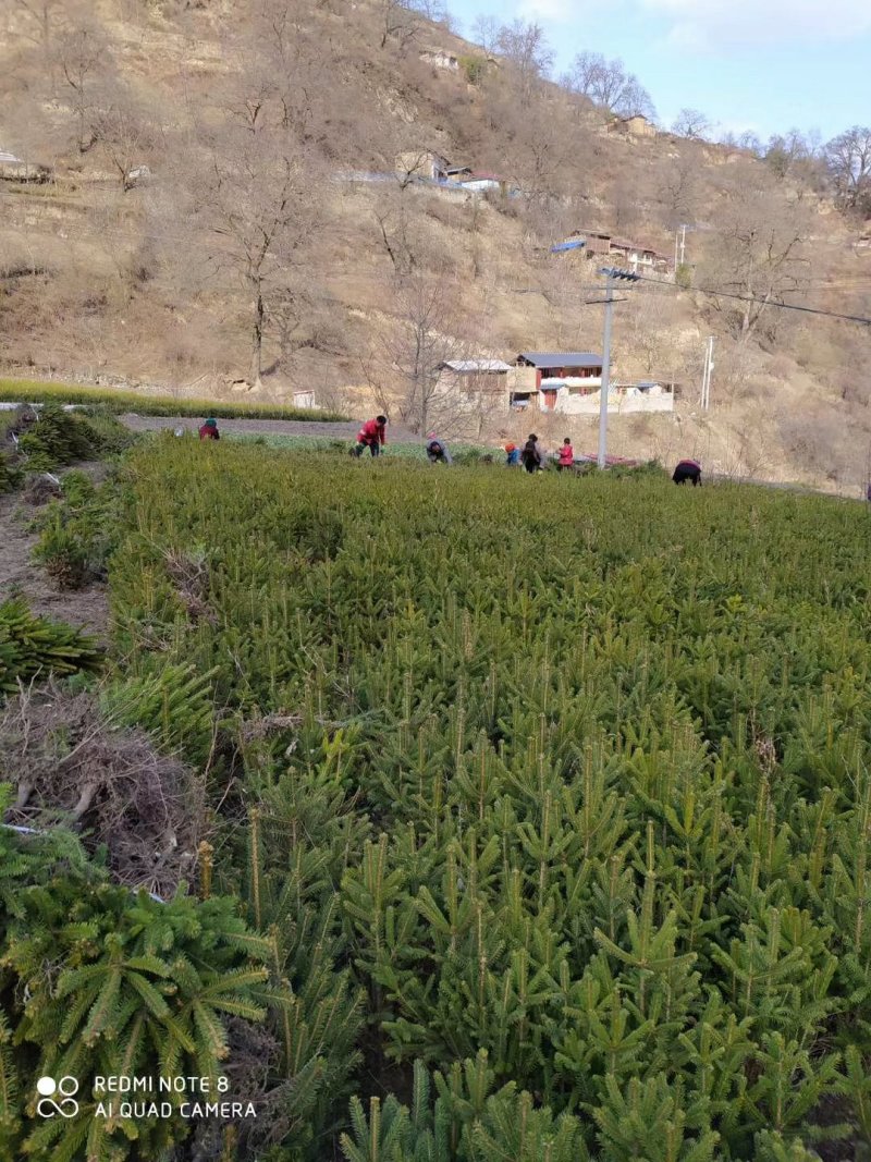 云杉，油松苗木