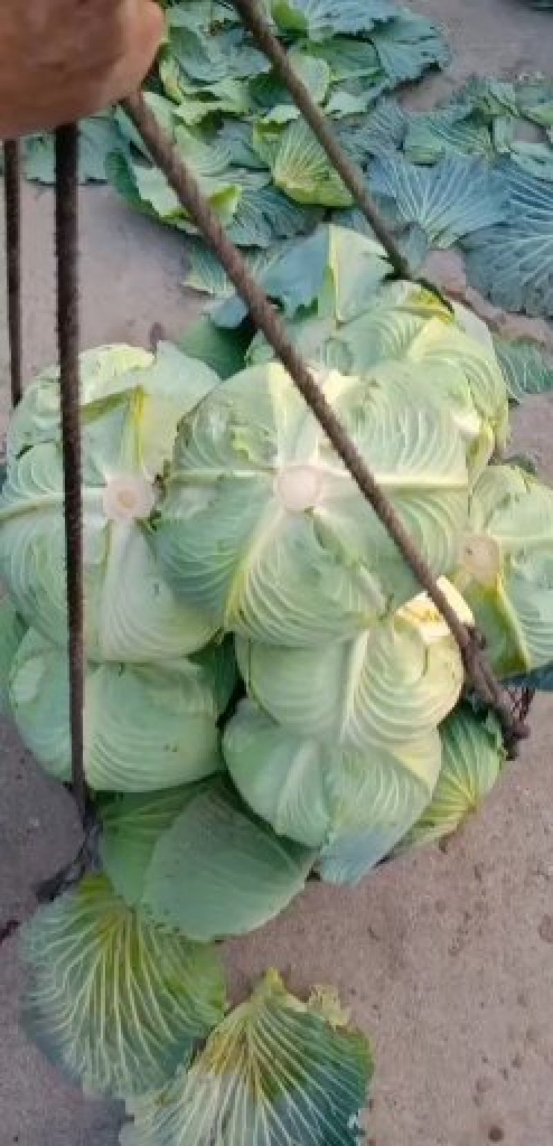 绿春扁包菜品质好，8成熟耐运输，出口，批发市场，加工厂。
