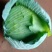 绿春扁包菜品质好,8成熟耐运输,出口,批发市场,加工厂。