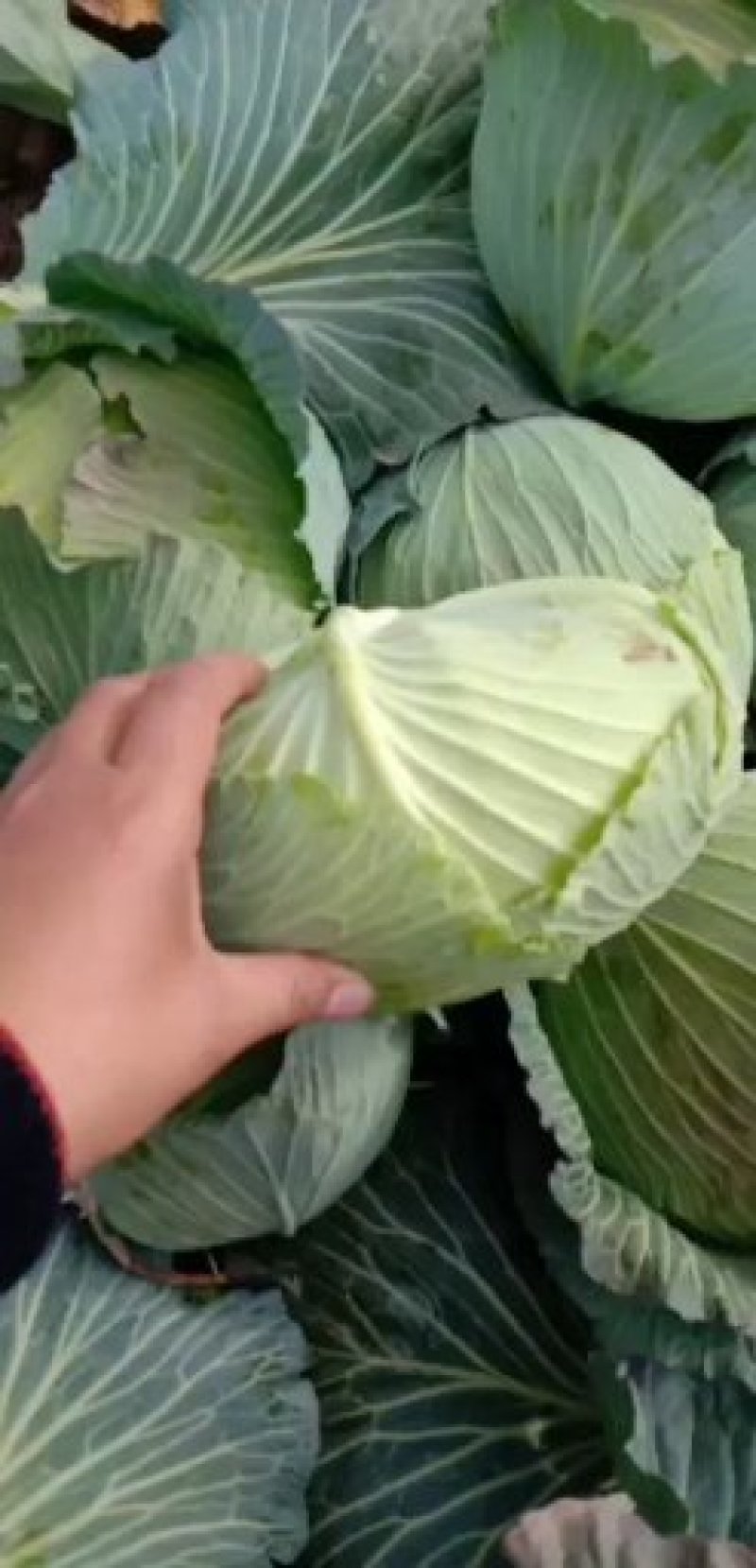 绿春扁包菜品质好，8成熟耐运输，出口，批发市场，加工厂。