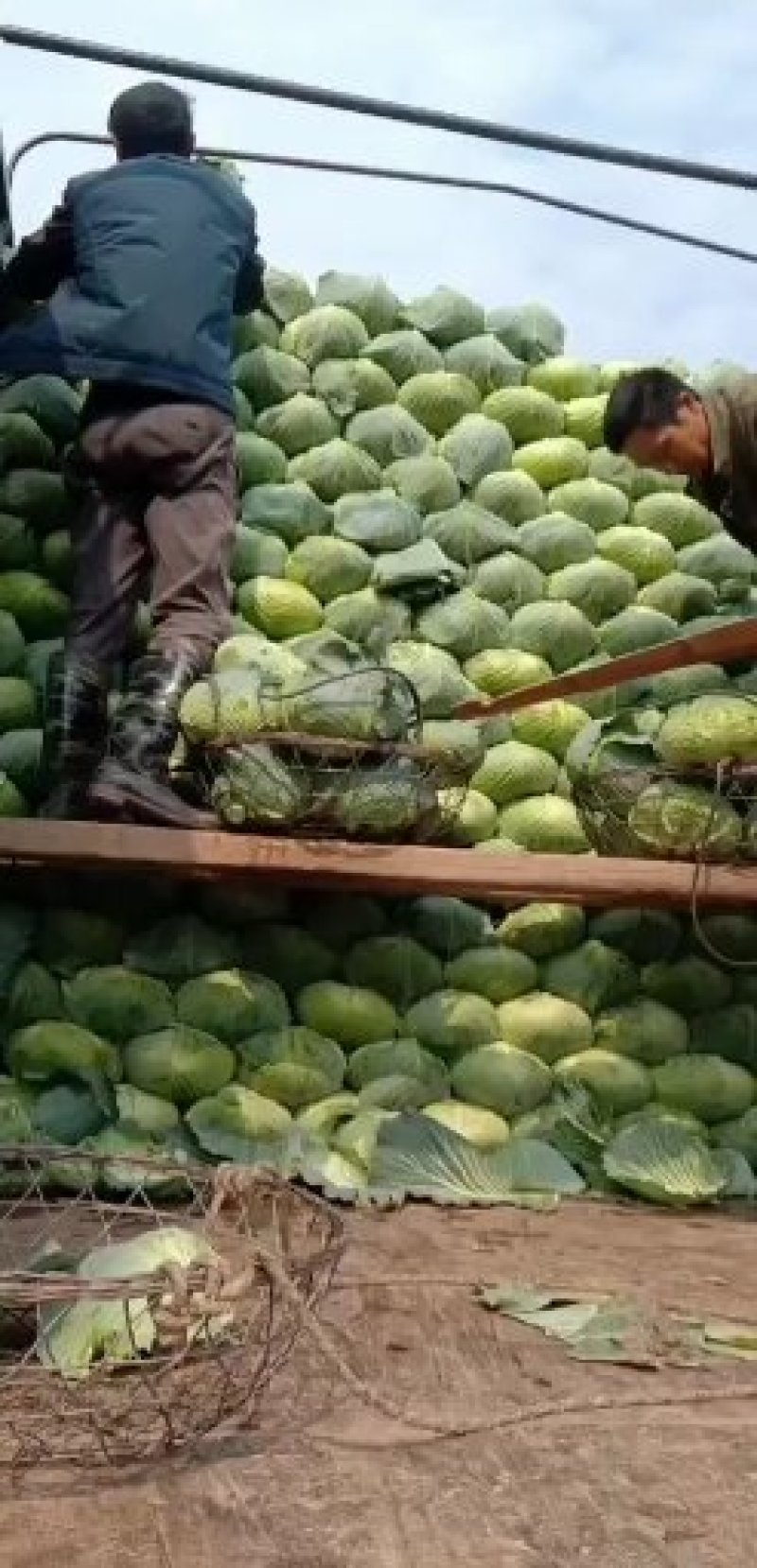 绿春扁包菜品质好，8成熟耐运输，出口，批发市场，加工厂。