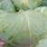 绿春扁包菜品质好,8成熟耐运输,出口,批发市场,加工厂。