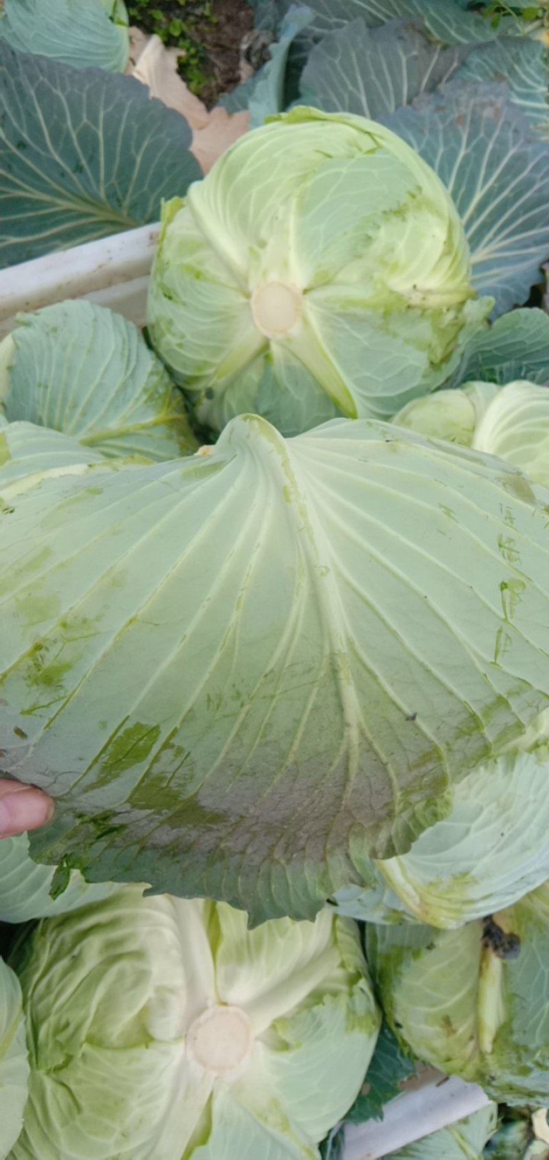绿春扁包菜品质好，8成熟耐运输，出口，批发市场，加工厂。