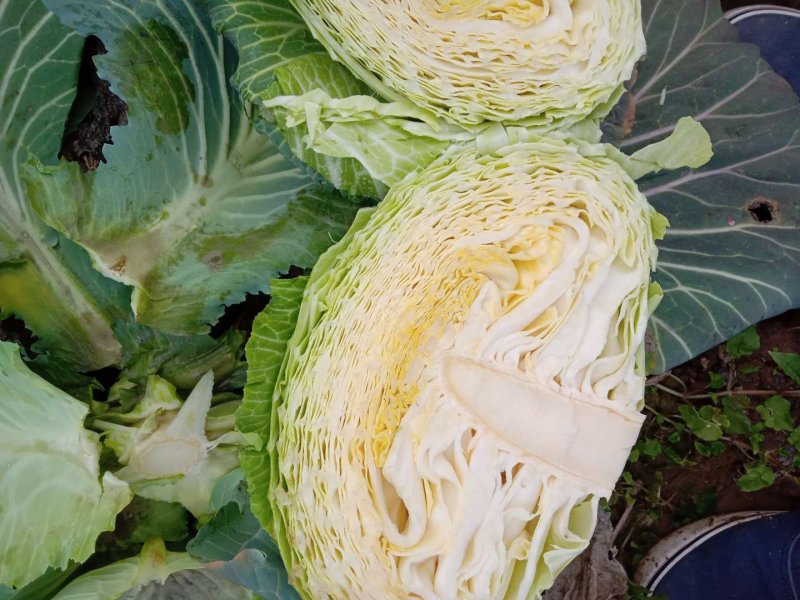 绿春扁包菜品质好，8成熟耐运输，出口，批发市场，加工厂。