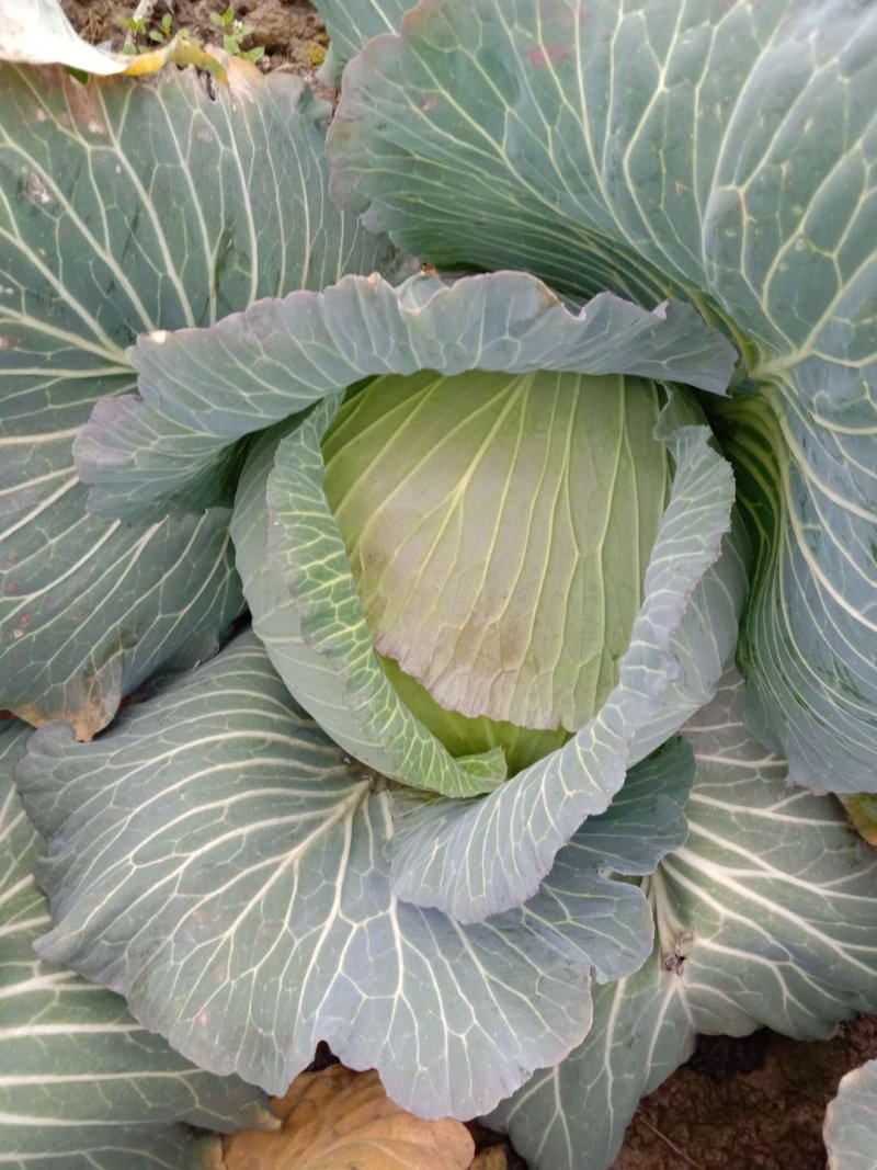 绿春扁包菜品质好，8成熟耐运输，出口，批发市场，加工厂。