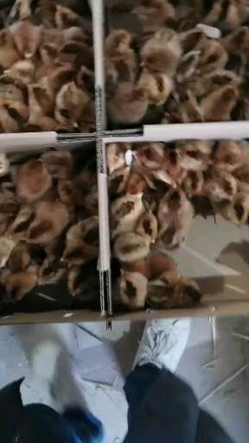 麻鸡苗正宗大品种，包打疫苗，包运输，包成活率，欢迎采购