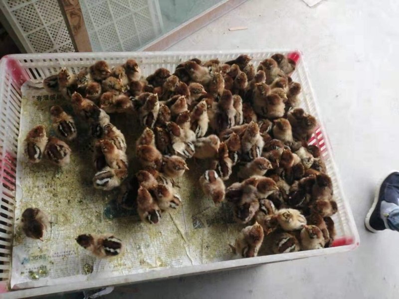 麻鸡苗正宗大品种，包打疫苗，包运输，包成活率，欢迎采购