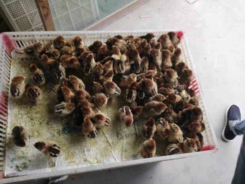 麻鸡苗正宗大品种，包打疫苗，包运输，包成活率，欢迎采购