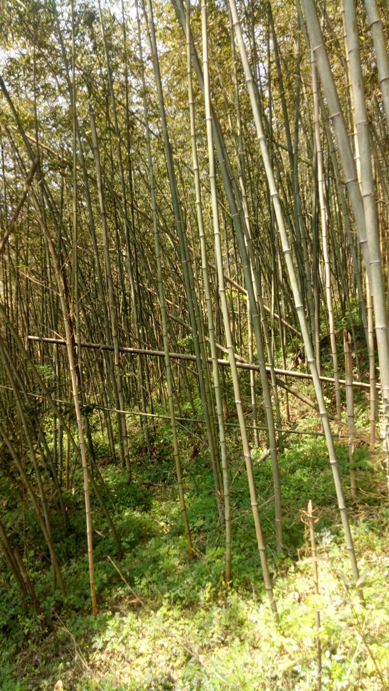 竹竿