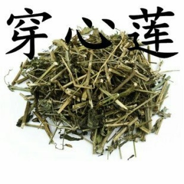 穿心莲，常年批发供应中药材穿心莲