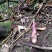 罗汉笋