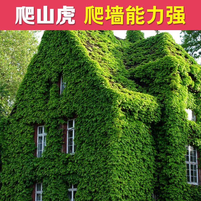批发爬山虎五叶地锦五叶地锦基地直发带泥浆发货量大优