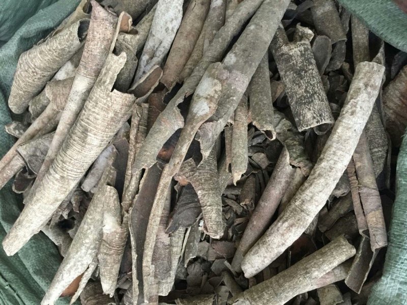 救必应，常年批发供应冷背中药材救必应