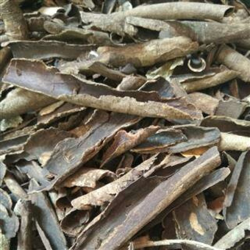 救必应，常年批发供应冷背中药材救必应