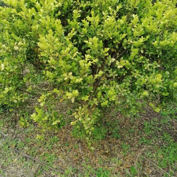 浙江宁波桂花，海棠，红叶李等等