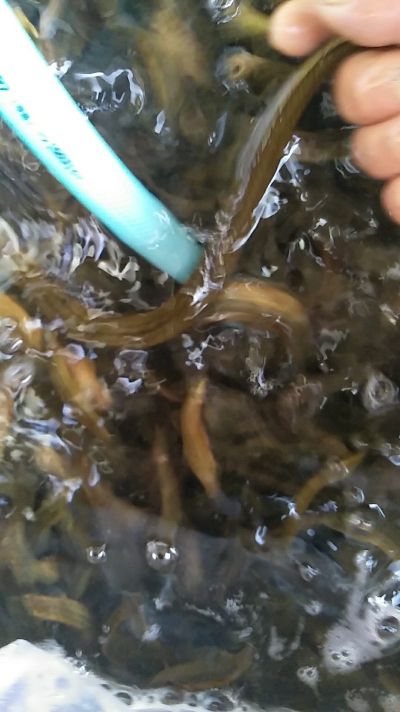 养殖的泥鳅，常年不缺货。量大从优欢迎长期合作