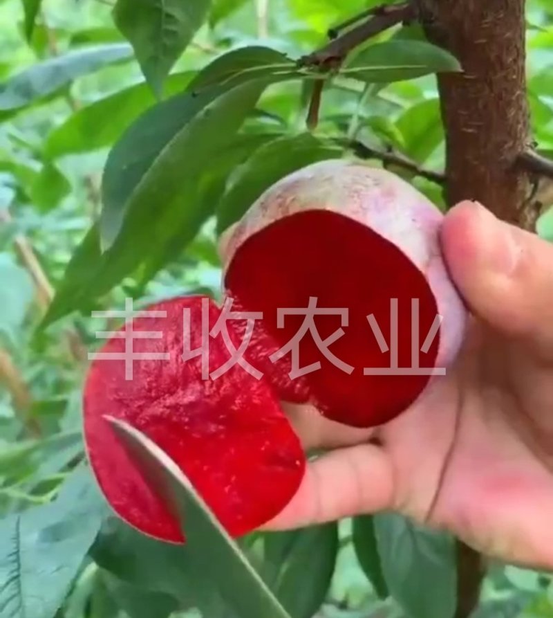 【新品】红心无核巨王李苗改良新品种自然无核甜度高