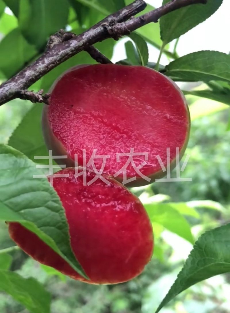 【新品】红心无核巨王李苗改良新品种自然无核甜度高