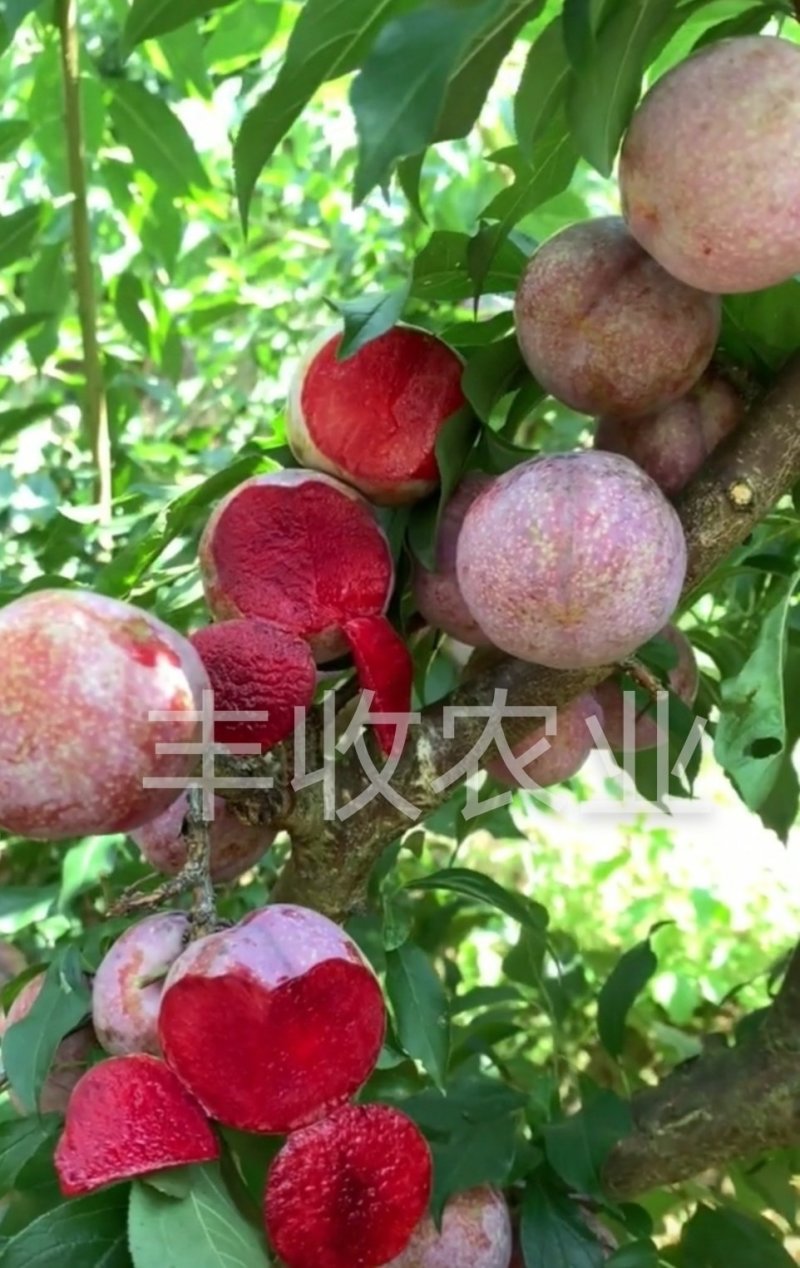 【新品】红心无核巨王李苗改良新品种自然无核甜度高